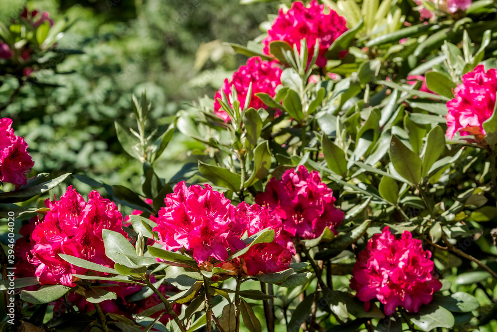 Catawba Rhododendron Cultivar (Rhododendron catawbiense) in park Catawba Rhododendron Cultivar (Rhododendron catawbiense) in park