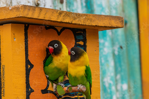 lovebird family photo