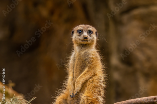 meerkat on guard