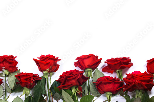 Red roses on white