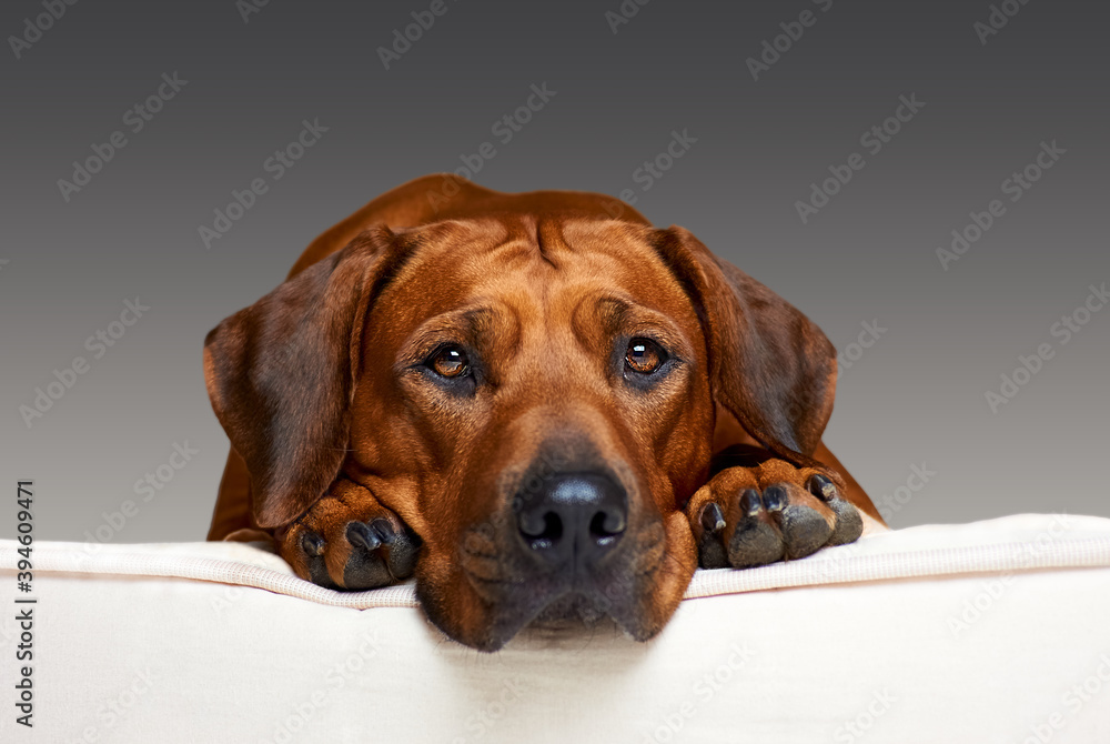 Photography Dog portrait close up
