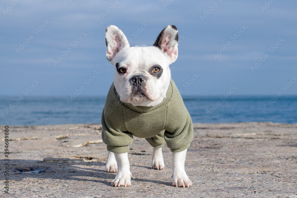White French Bulldog in clothes stands on a sea pier.