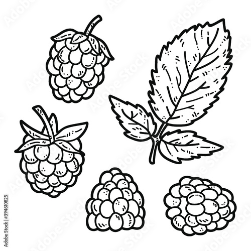 Vector set of hand drawn cute raspberry outlines