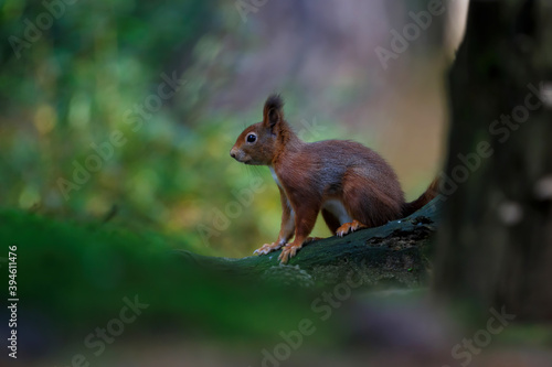 Eurasian red squirrel  Sciurus vulgaris  searching for food in the autumn in the forest in the South of the Netherlands.