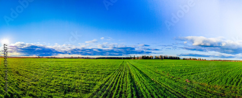 Panorama of a landscape on a summer field . Green grass in the field. Blue sky. Panorama . Summer landscape.