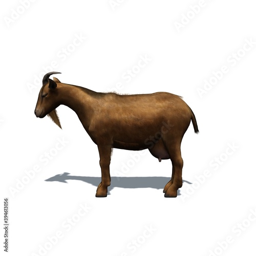 Farm animals - goat with shadow on the floor - isolated on white background - 3D illustration