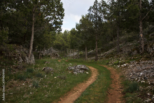 Land road between trees in the mountain