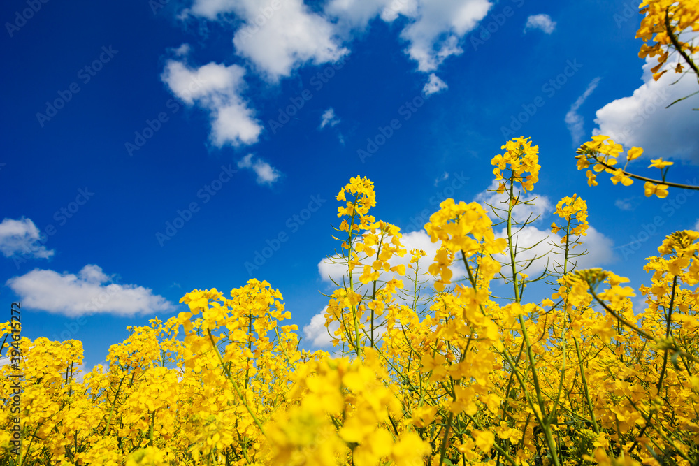 Close view of yellow rapeseed canola flowers on the field over blue sky and clouds Close view of yellow rapeseed canola flowers on the field over blue sky and clouds