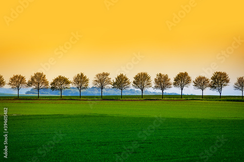 Rows of trees near road over green wheat agricultural field summer landscape in rural area in Germany, Europe