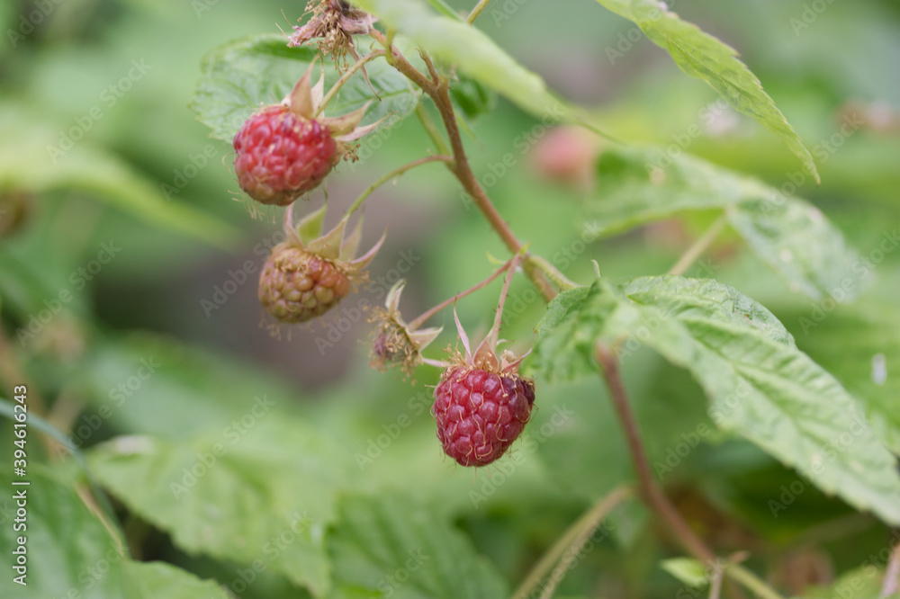 Framboise Framboise
