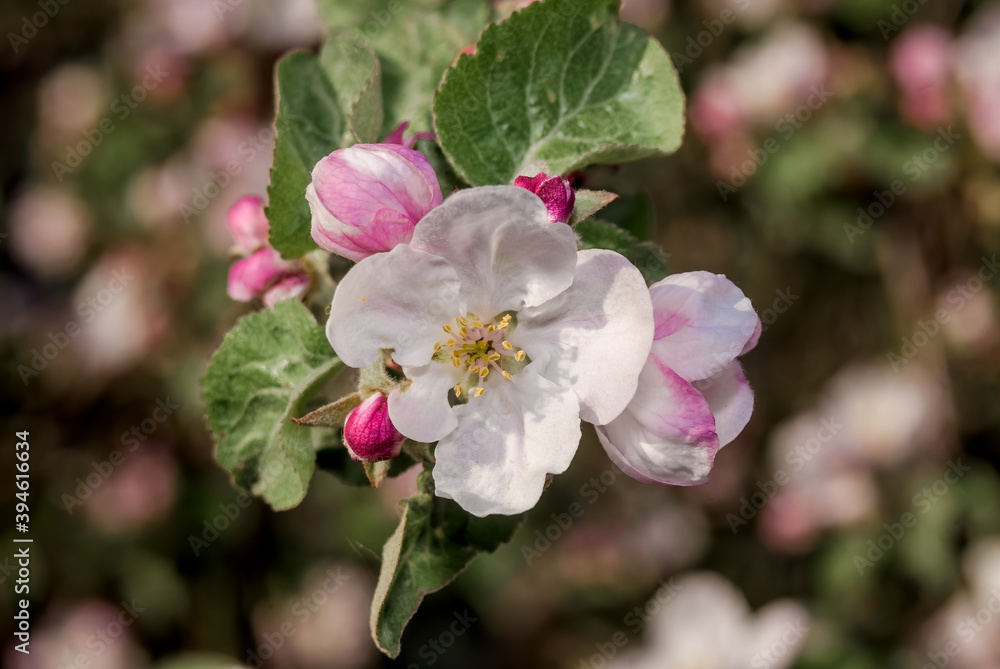 Obraz premium Apple Tree (Malus domestica) in orchard