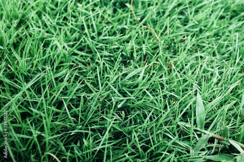 Green grass plant background texture