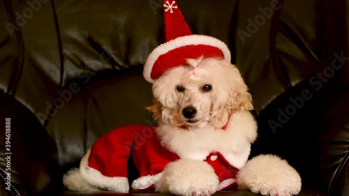 Beautiful, elegant, white poodle lying on black sofa  with christmas hat