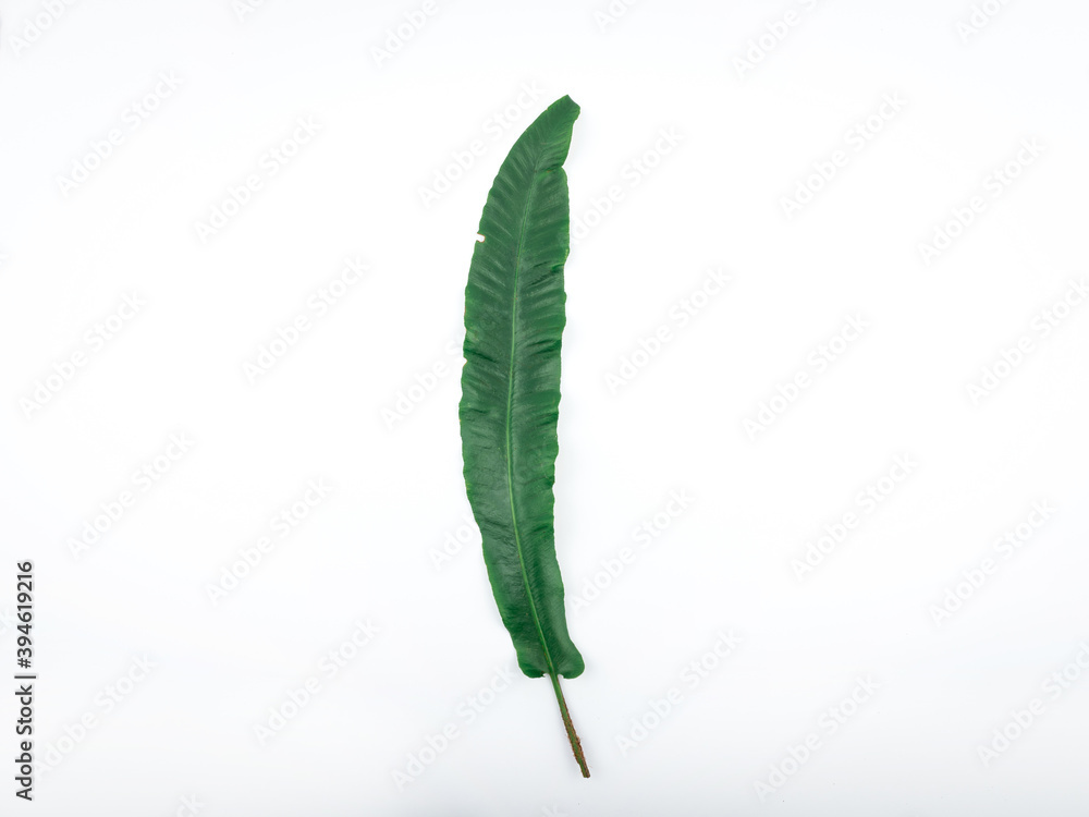Minimal fall theme flat lay photo of leaves. Seasonal dry leaf on the backdrop.