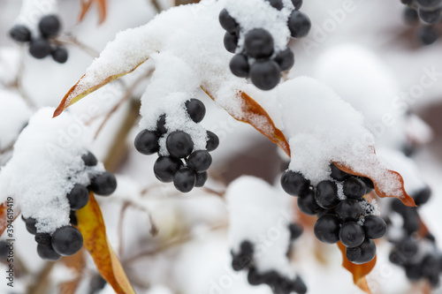 branch of black berries covered with snow on a tree