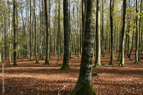 Autumn in a Kashubian forest