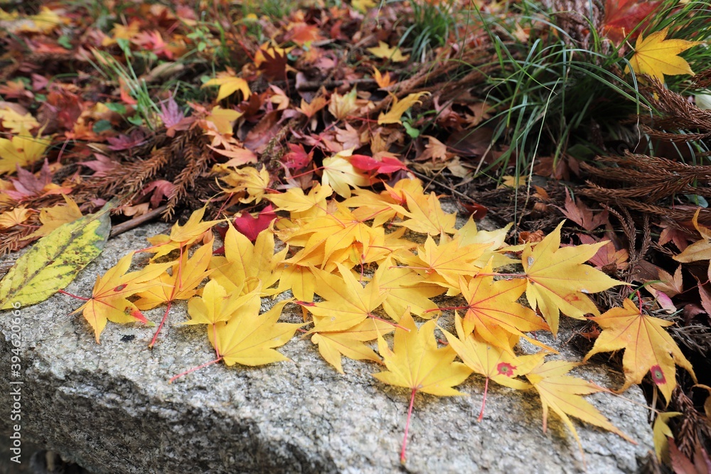 高取城の紅葉