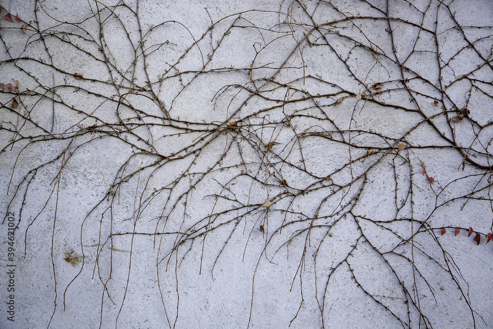 Obraz premium Dry branches on wall