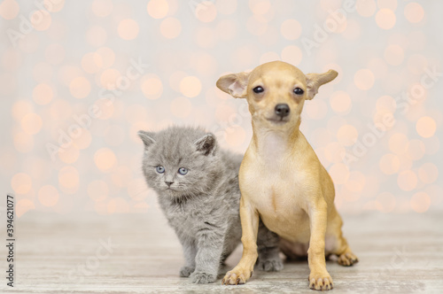 Puppy and kitten on a background of lights sitting © Ermolaeva Olga