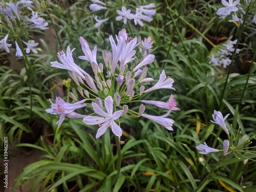Clusters of funnel shaped purple flowers of African Lily  Agapanthus africanus 