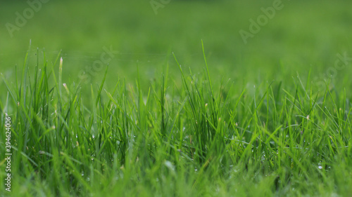green grass background © MAkbulut