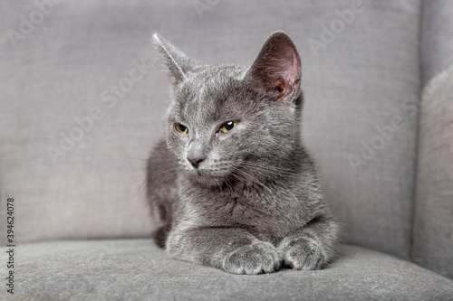 Gray kitten on the armchair