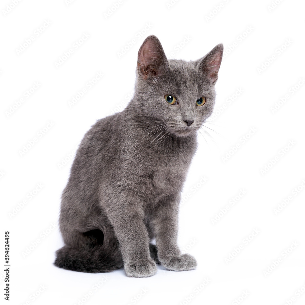 Obraz premium Gray kitten isolated on white background