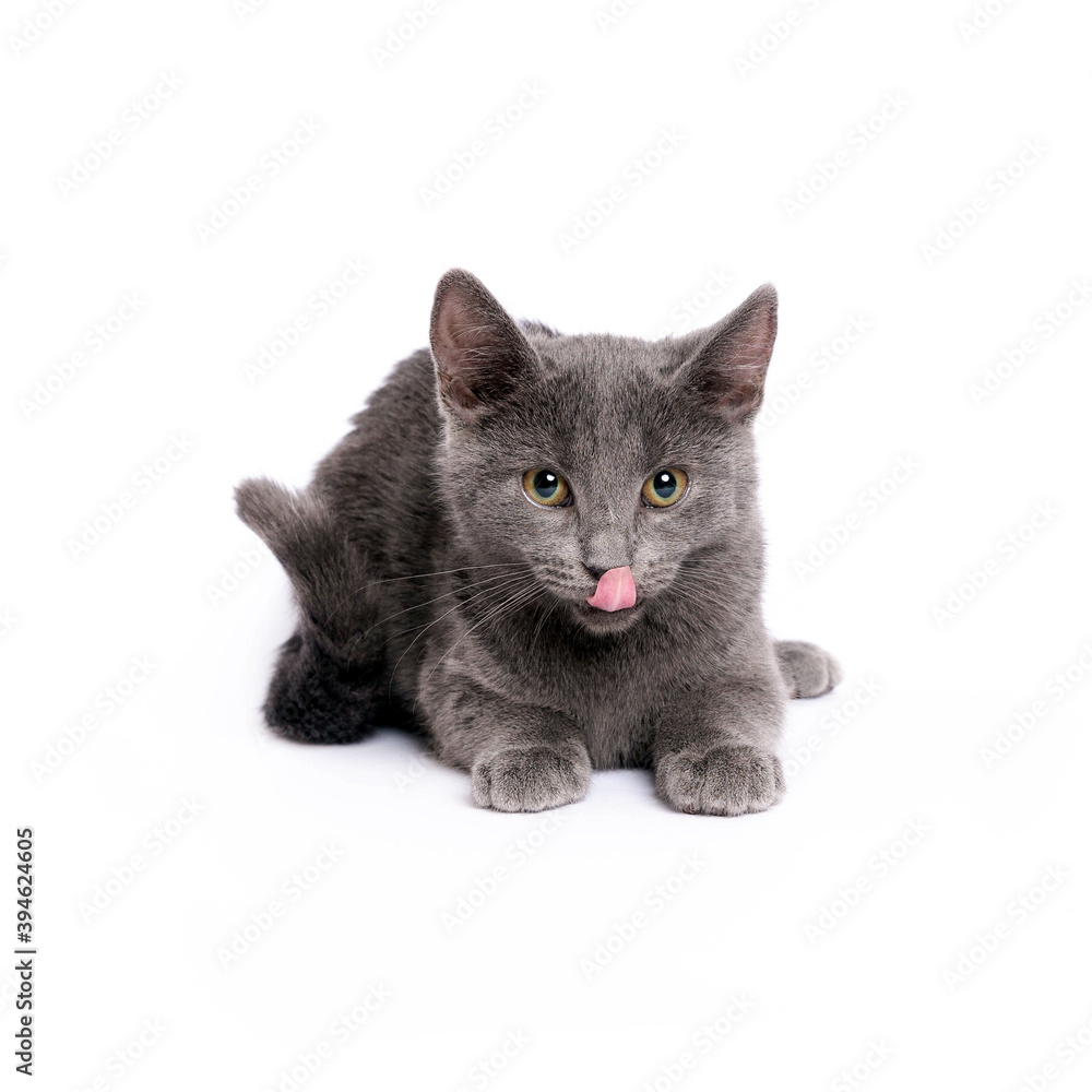 Obraz premium Gray kitten isolated on white background