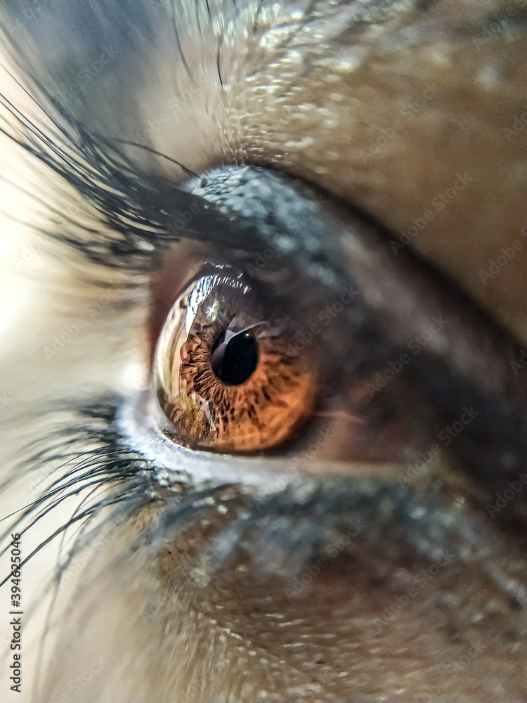 close up of eye close up of eye