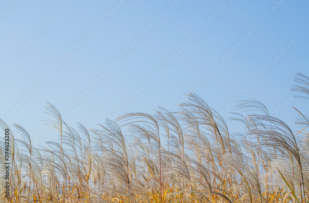 Fototapeta premium ススキと青空