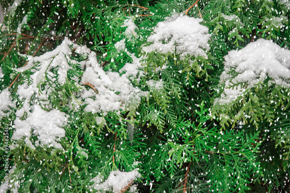 Fototapeta premium Closeup of Christmas tree with light, snow flake. Christmas and New Year holiday background. vintage color tone.