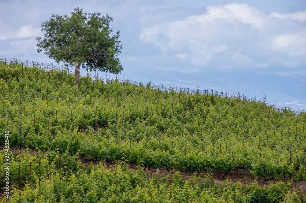 Campos de vid en Tenerife, Canarias