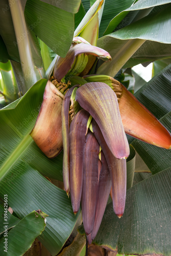 Detalle de la flor de una platanera Stock Photo | Adobe Stock