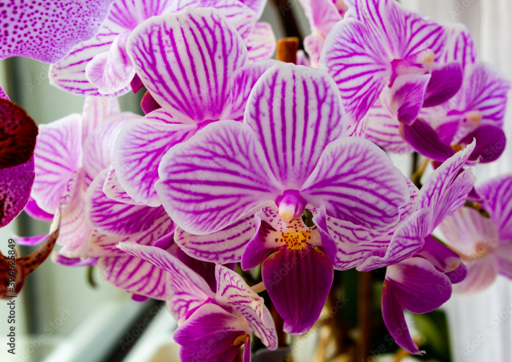 Obraz premium Flora und Fauna