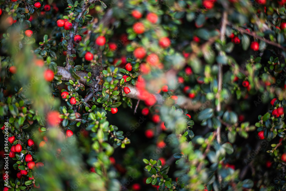 autumn natural background with red gaultheria and shallow focus