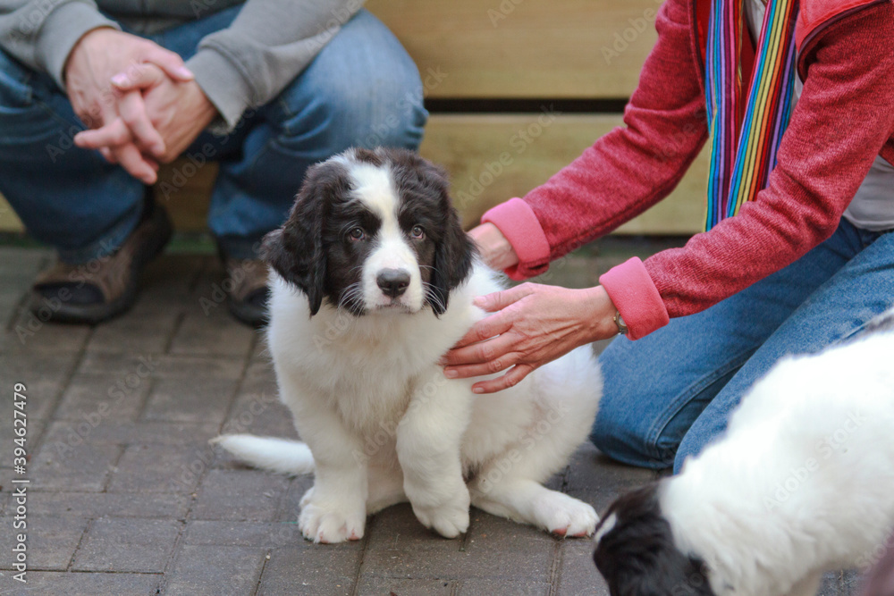 Woman sitting next to Landseer dogs puppies Woman sitting next to Landseer dogs puppies