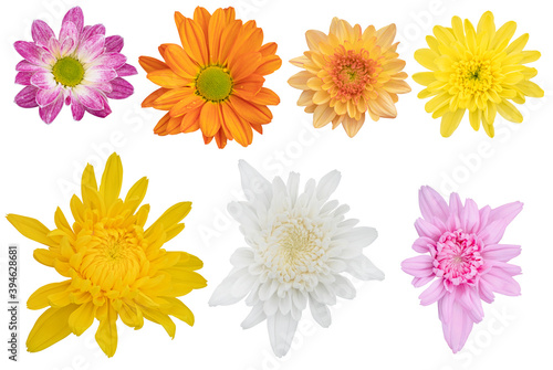 Blurred for Background.Beautiful multi color chrysanthemums as background picture.flower on clipping path. © Nipaporn