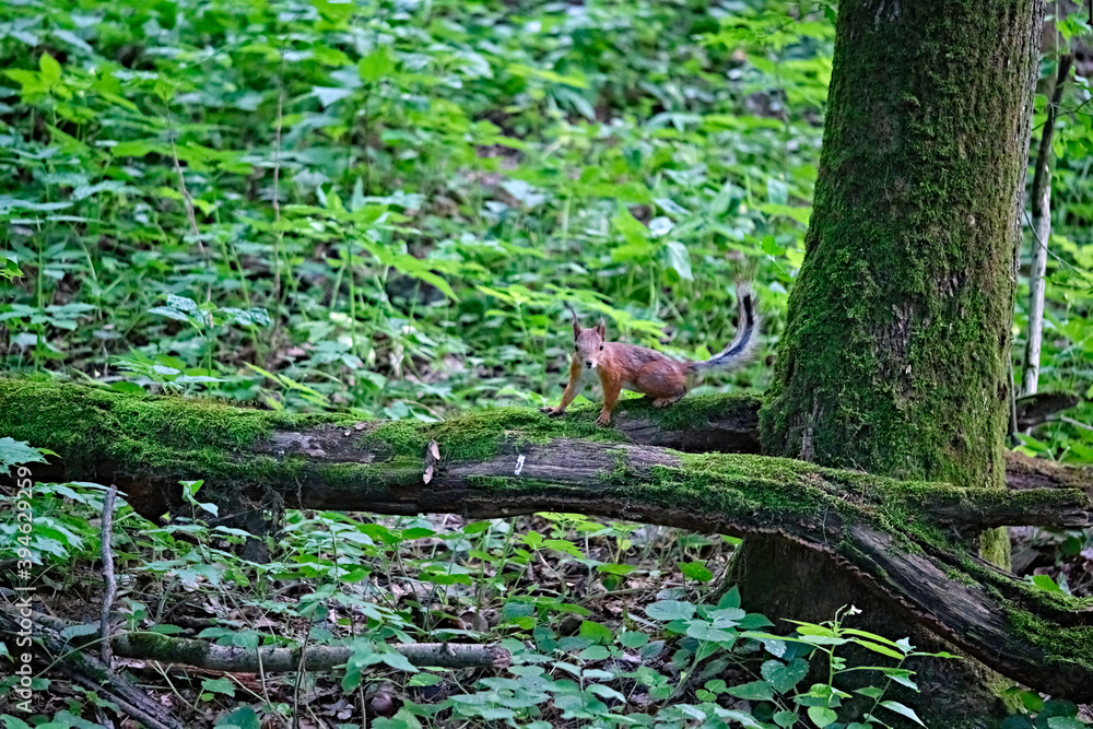Red squirrel on the tree in the forest. color Red squirrel on the tree in the forest. color