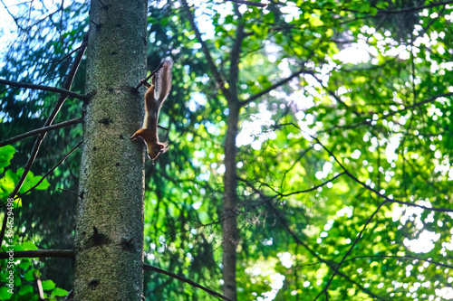 Red squirrel on the tree in the forest. color