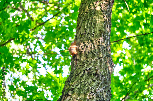 Red squirrel on the tree in the forest. color