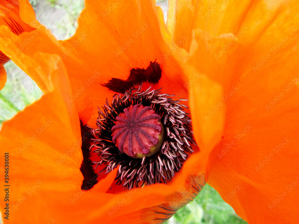 Wild beauty flower with nectar blooming Wild beauty flower with nectar blooming