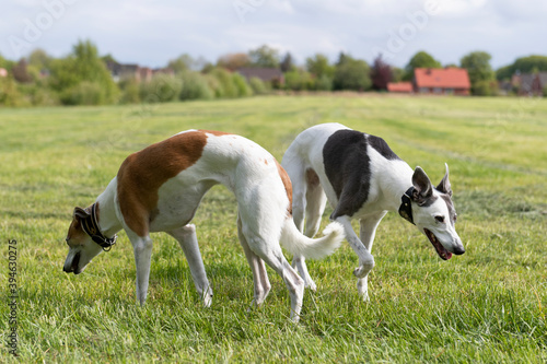 Whippets auf der Wiese