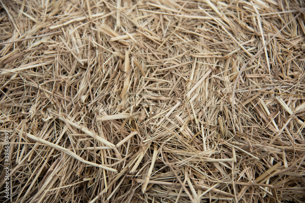 Closeup of straws laid disorderly on the ground Closeup of straws laid disorderly on the ground