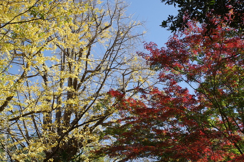 紅葉の景色