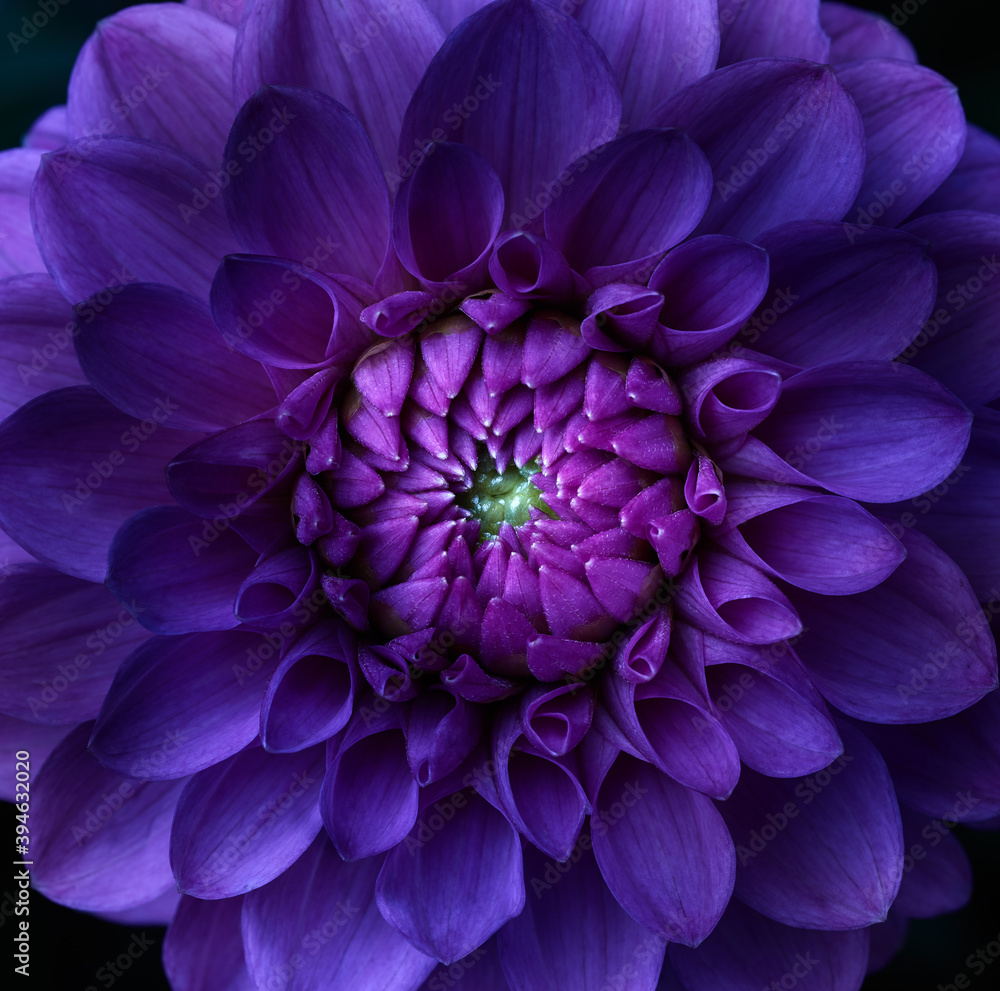 Purple dahlia flower macro shot in the garden Purple dahlia flower macro shot in the garden