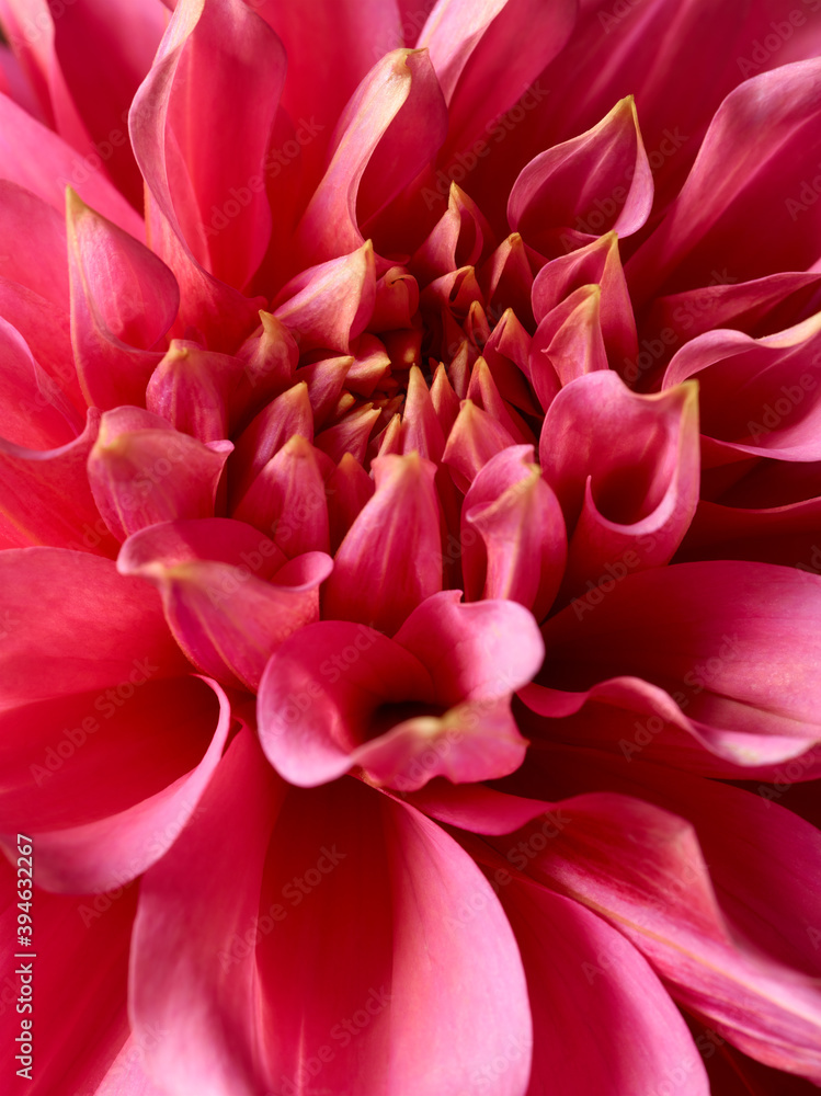 Macro shot of pink dahlia flower Macro shot of pink dahlia flower