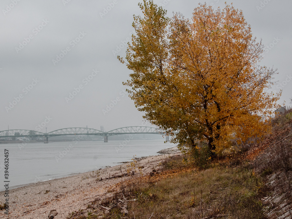 Autumn colored tree with a background with a bridge over the river