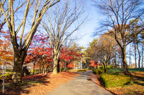 秋の公園 綺麗に色づく紅葉の葉