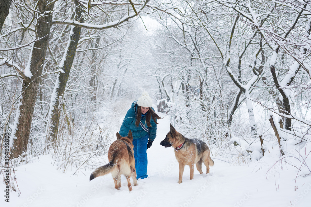 Naklejka premium Young woman, wearing blue ski suit,walking with two german shepherds in snow in park. Female master training her dogs in forest with bare trees. Winter vacation activities.