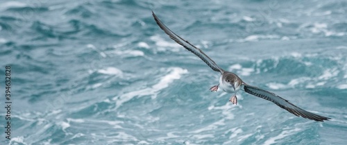 A balearic shearwater (Puffinus mauretanicus) flying in in the Mediterranean Sea and diving to get fish photo